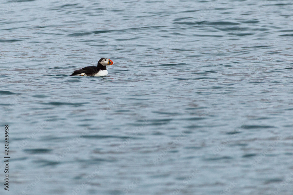 Puffin in the Arctic