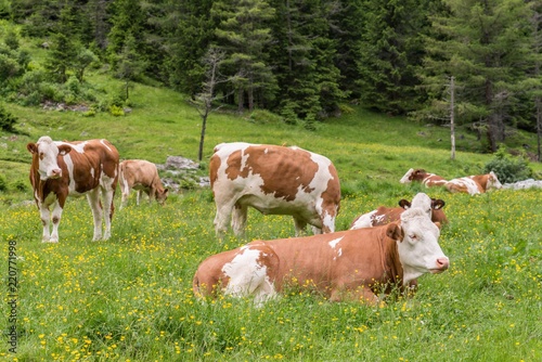 Kuh auf einer Weide in Österreich