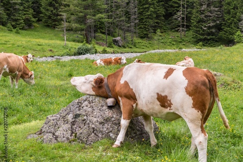 Kuh juckt und kratzt sich selber an einem Stein, Österreich