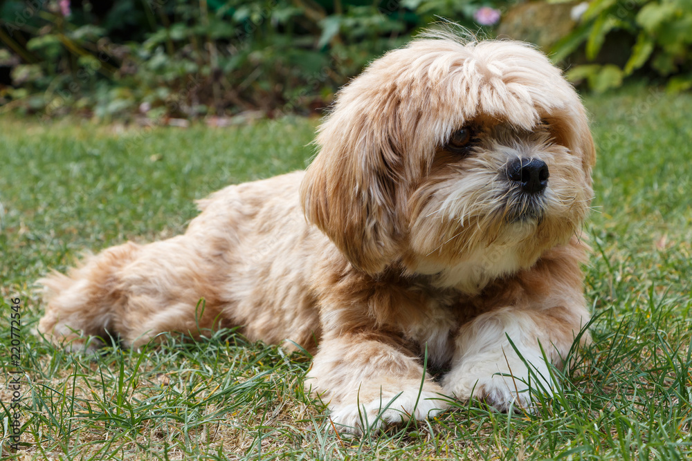 Chien Lhassa Apso couché dans un jardin