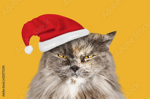 Funny gray long-haired British cat in Santa's hat isolated on yellow background