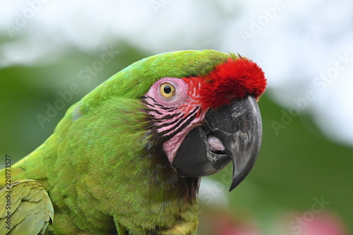 Green macaw headshot