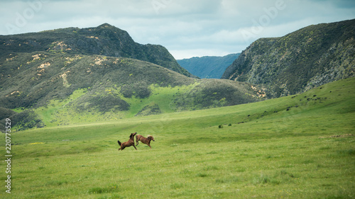 Two wild horses playing on the green hills of Kaimanawa mountain ranges, North Island, New Zealand