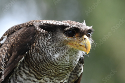 Owl eagle