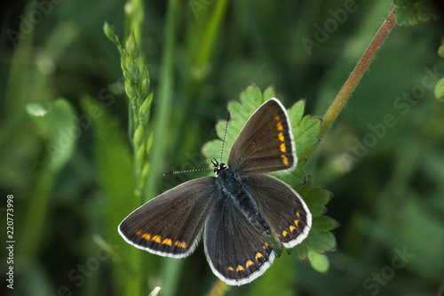 Butterfly Aricia agestis or brown argus, top view photo