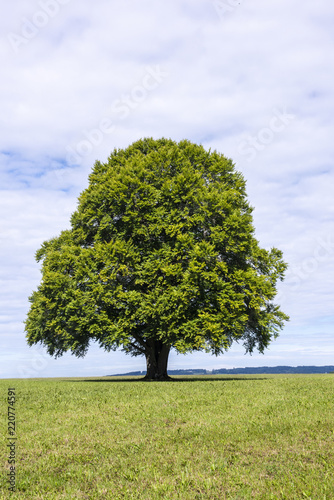 Große Buche als Einzelbaum in Wiese