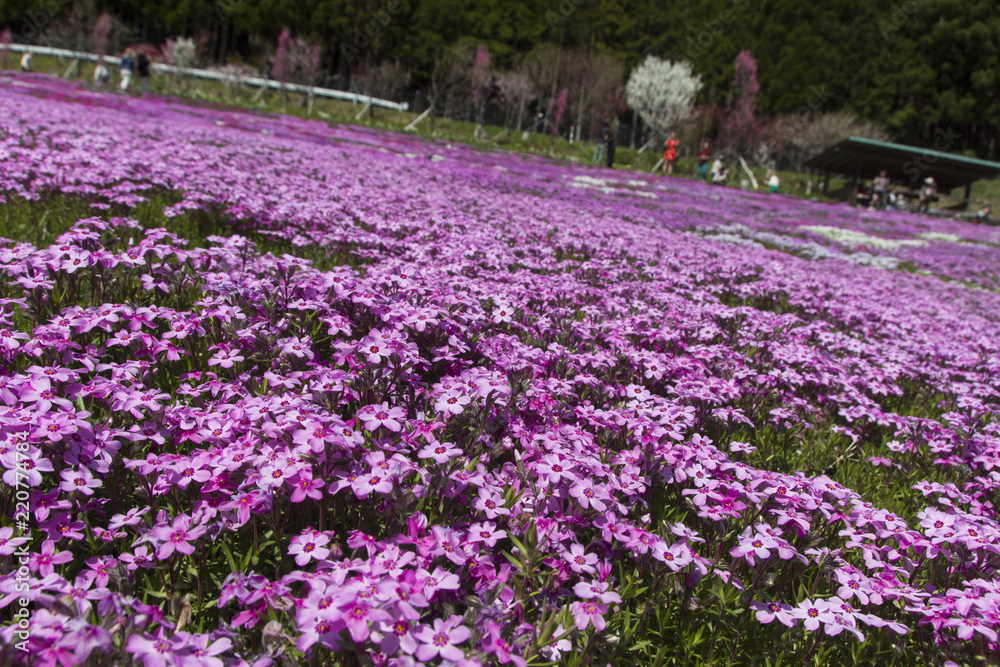 國田家の芝桜／岐阜県郡上市