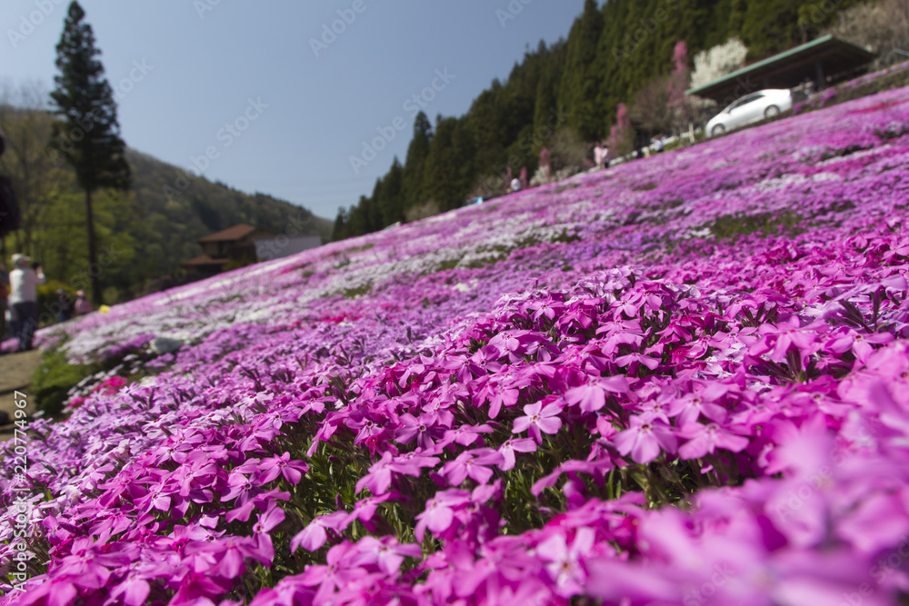 國田家の芝桜／岐阜県郡上市