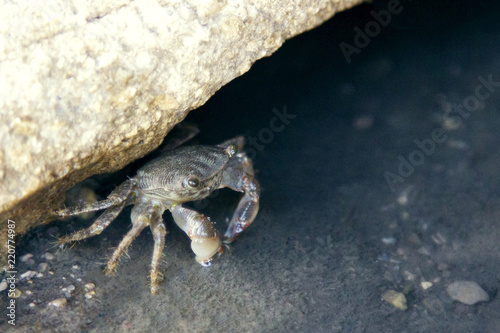 A small crab crawled out of the depths of a brown rock