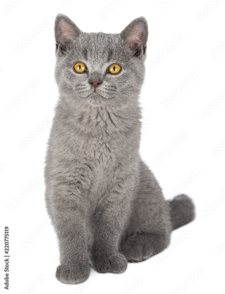 very cute blue british shorthair kitten cat sitting isolated on white background