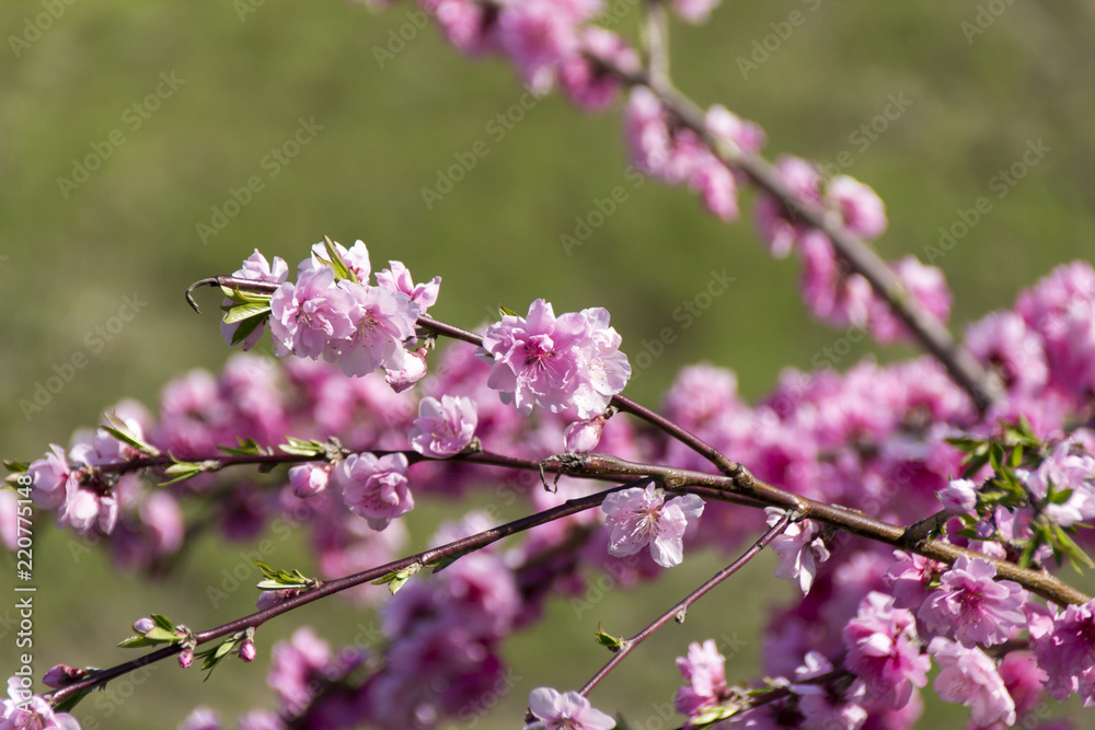 Fototapeta premium 小川の花桃／岐阜県郡上市