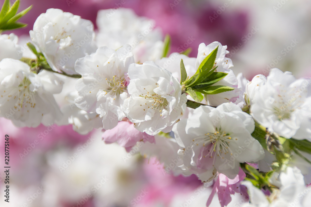 小川の花桃／岐阜県郡上市