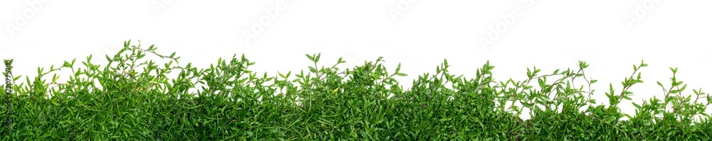 green grass panorama isolated on white