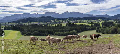 Panorama Landschaft im Allg  u mit Berge der Alpen bei F  ssen