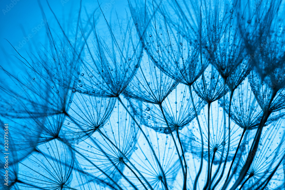 blue dandelion background