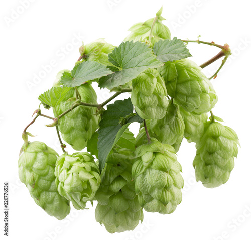 green hops isolated on a white background