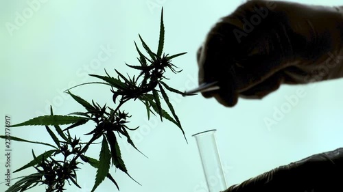 A hand in a glove with tweezers tears seeds from a hemp bush and puts it in a test tube. Close-up. Silhouette. Concept science and cannabis, medicine and marijuana.