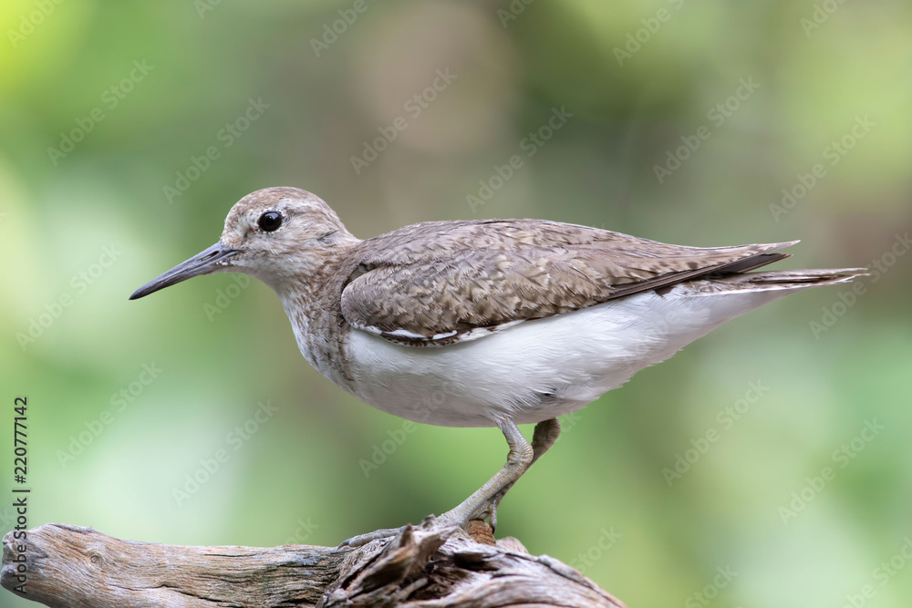 Common sandpipper Common sandpipper