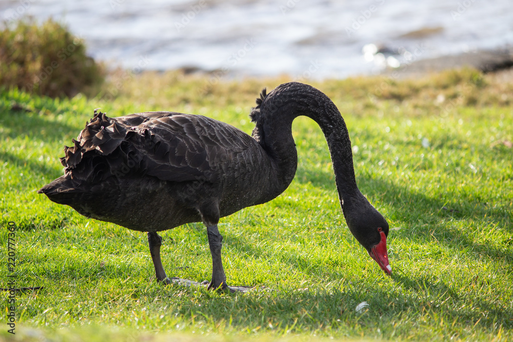 Fototapeta premium Black Swan