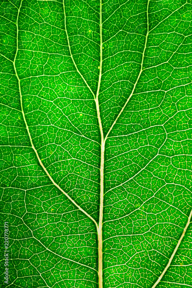 Obraz premium Tree leaf.