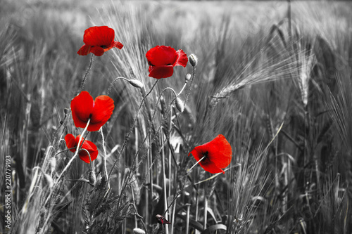 Fototapeta Naklejka Na Ścianę i Meble -  Guts beautiful poppies on black and white background
