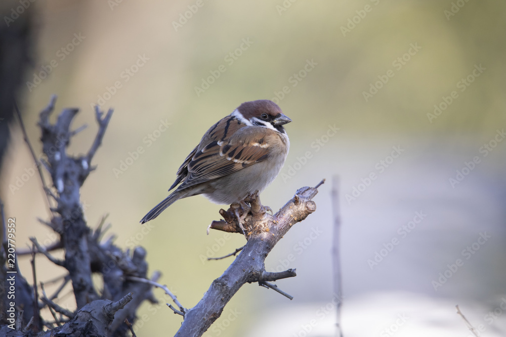 Naklejka premium 雀（スズメ）