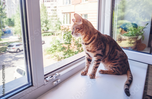 A beautiful spotted pure Bengali cat breed sits on the windowsill against the background of an open window in the apartment, taking care of pets