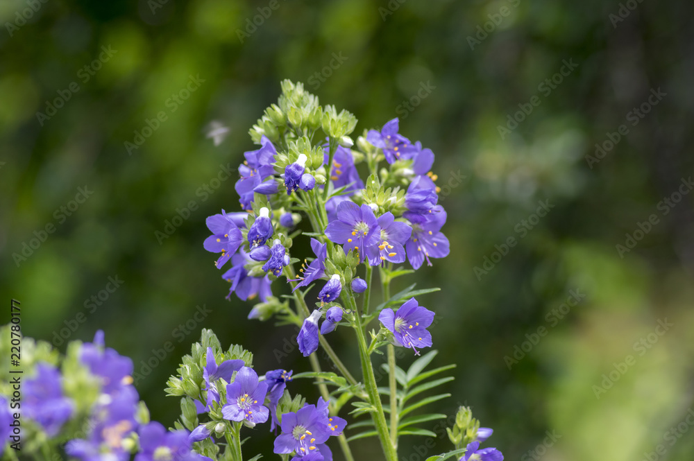 Polemonium caeruleum beautiful flowers in bloom, wild blue flowering plant Polemonium caeruleum beautiful flowers in bloom, wild blue flowering plant