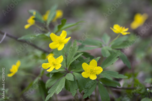 Anemone ranunculoides spring yellow flowers in bloom