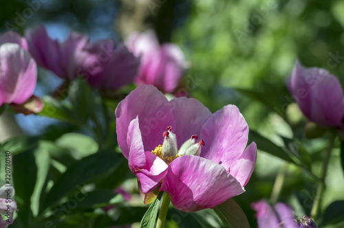Paeonia suffruticosa pink purple springtime flower in bloom, flowering shrub