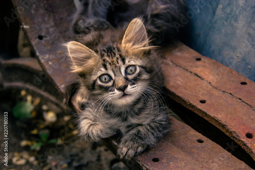 Portrait of a street kitten. Striped fluffy kitten with beautiful eyes