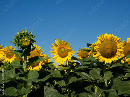 Sunflower field