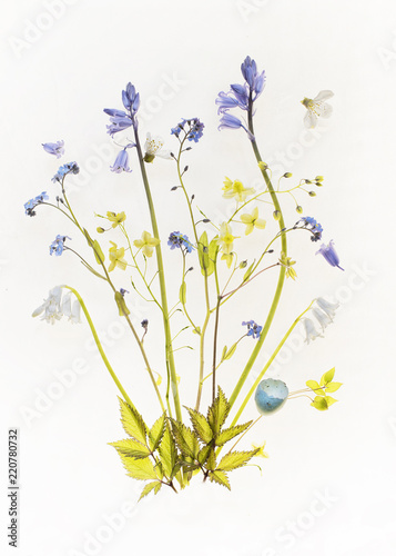 Beautiful botanical still life compositions highlighting the fragile colourful beautiful nature of flowers.