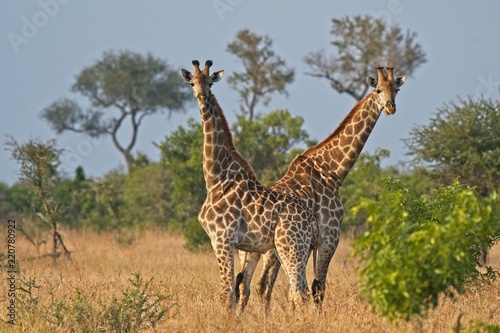 Giraffes on African planes
