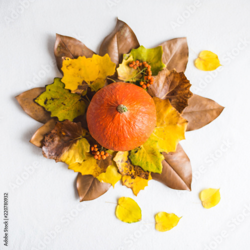 Hello  Autumn. Orange pumpkins Autumn foliage on a white background