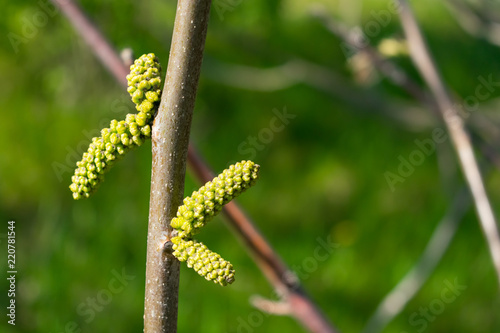 Black walnut (Juglans nigra) buds close up. Walnut blooms, branch with buds on a green background. flower of walnut on the branch of tree in the spring. photo