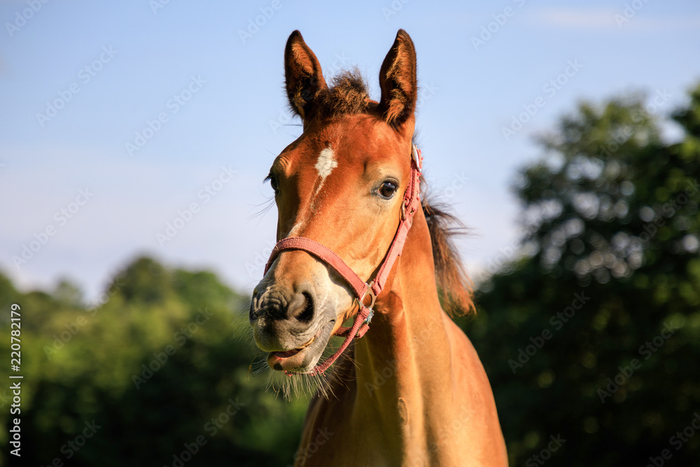 Obraz premium Portrait of the foal in summer