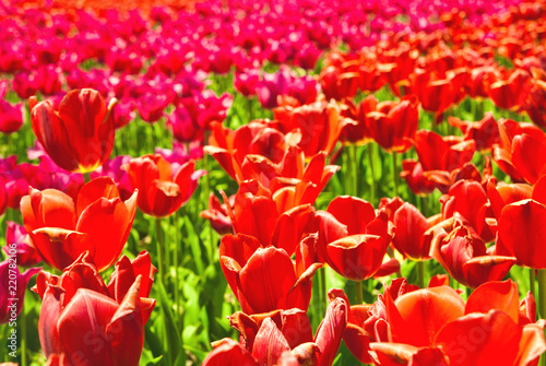 tulip field