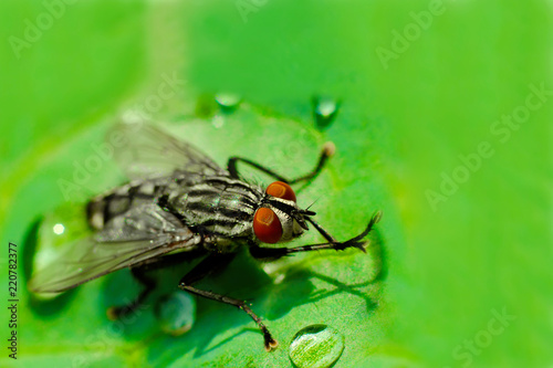 fly on a leaf © Roman Gorielov