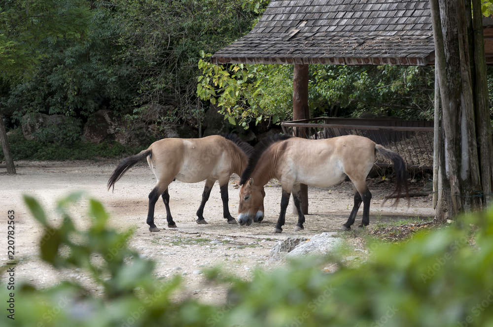 pair of Przewalski horses near the feeding trough pair of Przewalski horses near the feeding trough