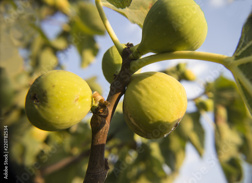 fig in the nature photo