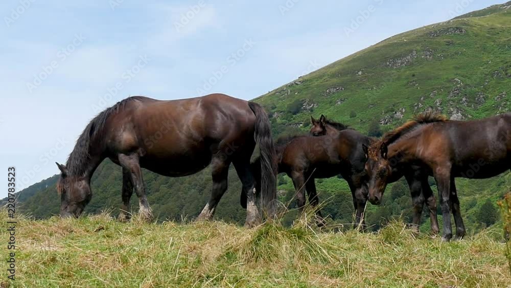 black horses grazing in mountain pastures, in mountain black horses grazing in mountain pastures, in mountain