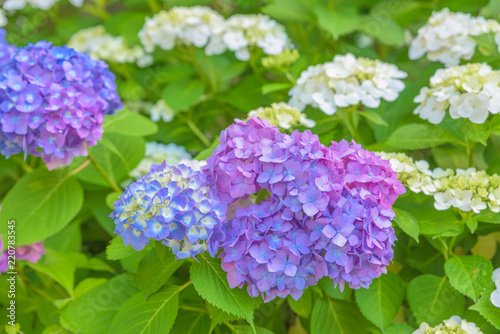 Beautiful Hydrangea flowers image for background