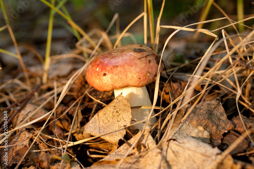 Mushroom in green grass photo