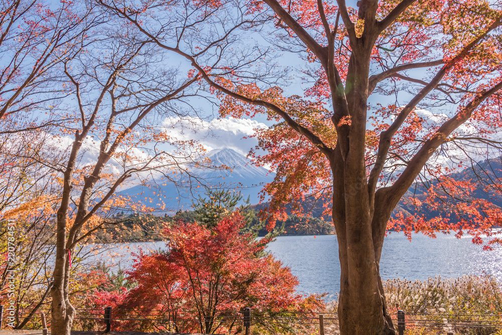 Autumn Season and Mountain Fuji at lake Kawaguchiko Autumn Season and Mountain Fuji at lake Kawaguchiko