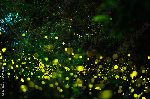 Firefly flying in the night forest