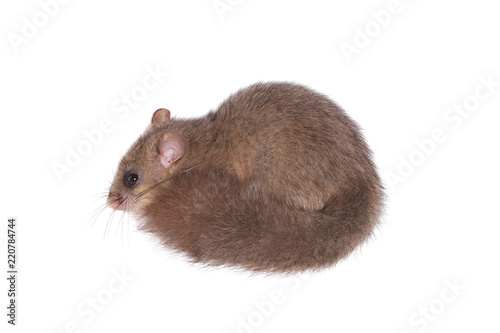 fat dormouse or Edible dormouse (Glis glis), isolated on white background