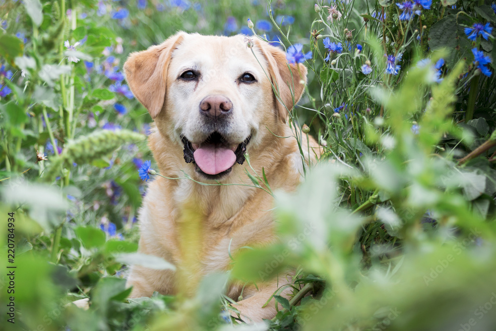 Labrador in Blumenwiese Labrador in Blumenwiese
