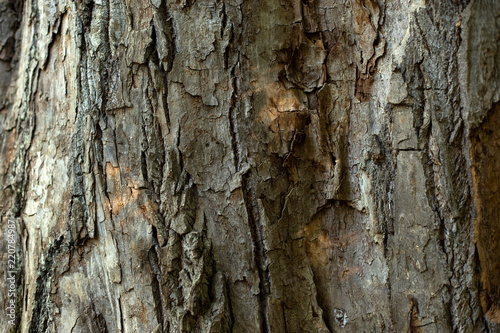 серая текстура дерева