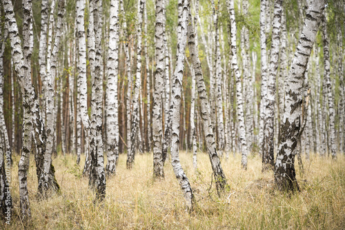 Fototapeta Naklejka Na Ścianę i Meble -  view to a lot of birches in forest in Europe